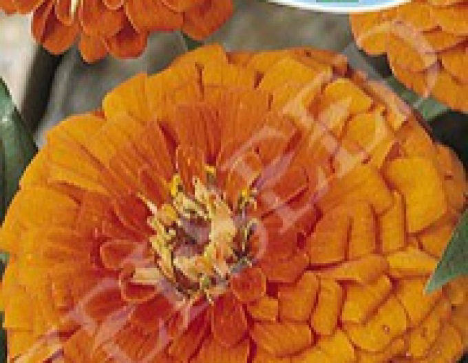 Zelseed Chinia Dahlie Orange