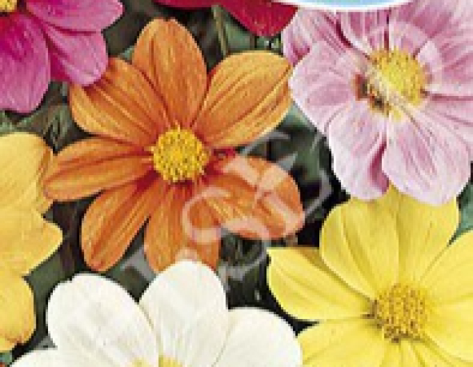 Zeltsamen Georgina niedrig Mixture
