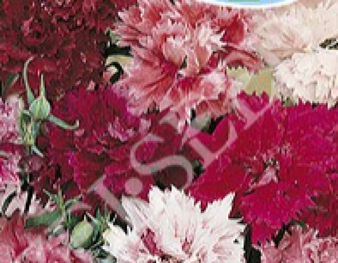 Zelseed Chinesische Nelke Flower Mix
