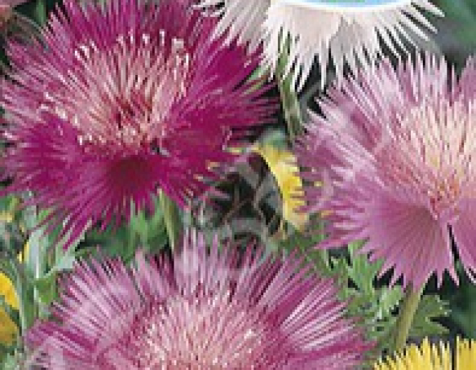Zeltsamen-Kornblume Mixture