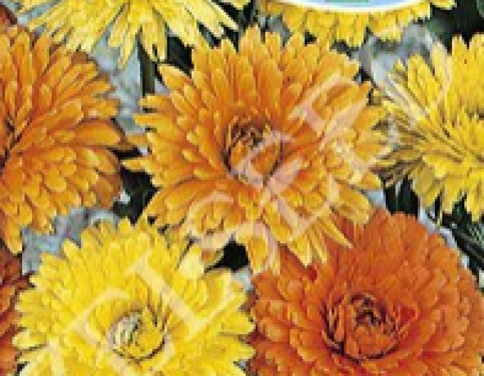 Ringelblume niedrig Mixture