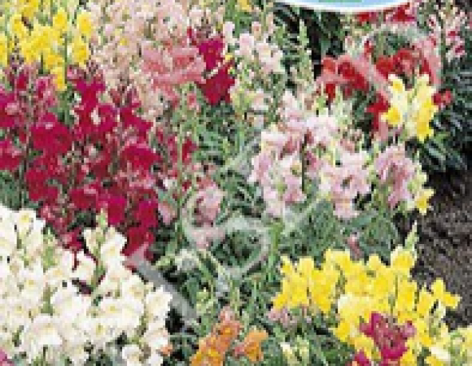 Zelseed Papule niedrig Mix
