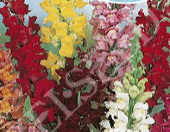 Zelseed Löwenmäulchen Mix