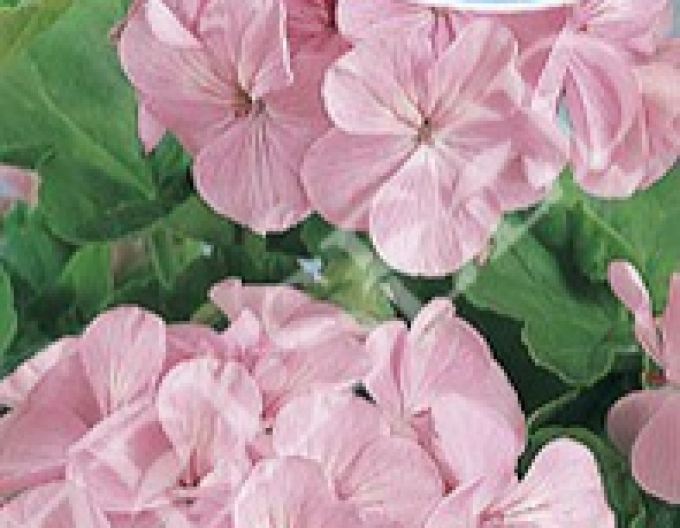Zeltsamen Pelargonium ringed Pink