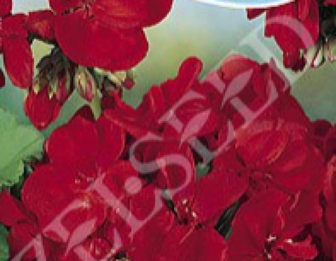 Zeltsamen Pelargonium ringed Dark Red