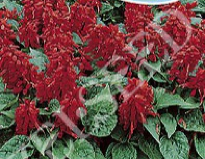 Zelseed Salbei Rot