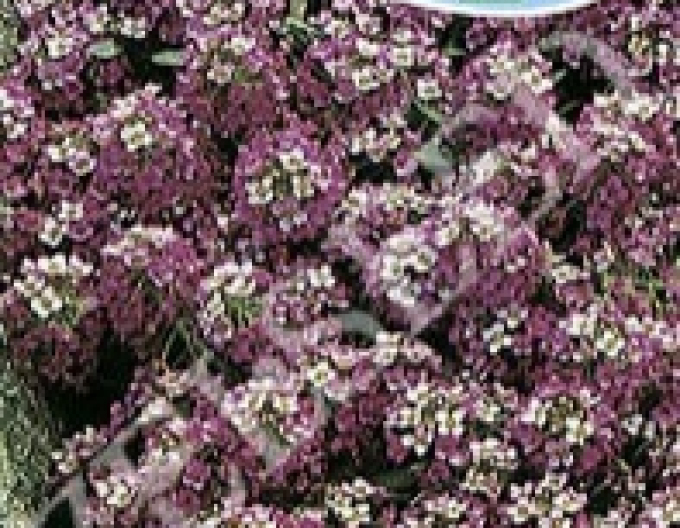 Zelseed Tarica lila