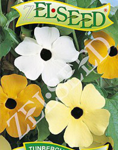 Zelseed Thunbergia Mix