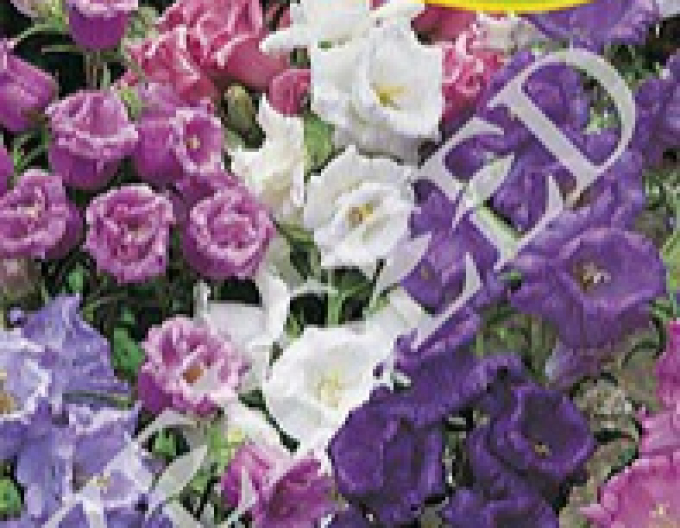 Zelseed Glockenblume Zwischenprodukt Mix