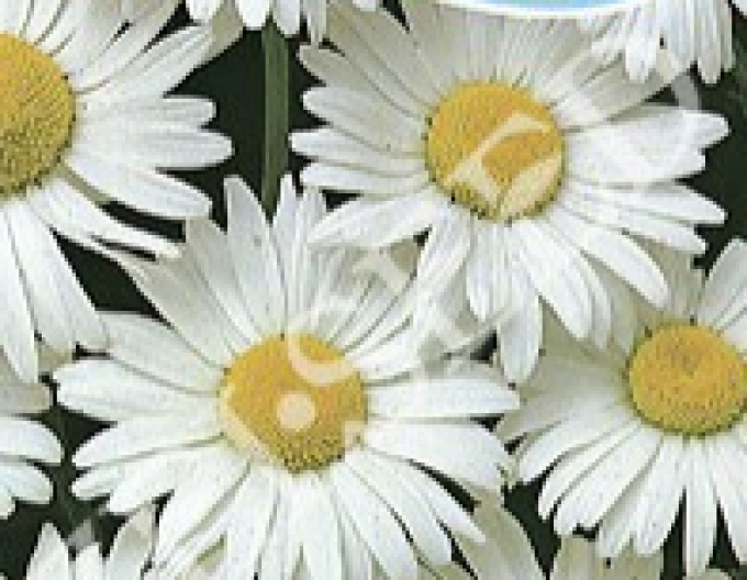 Zeltsamen Weißes Kaninchen