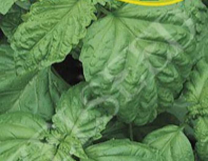 Zelseed Basilikum ´Lettuce Leaf´