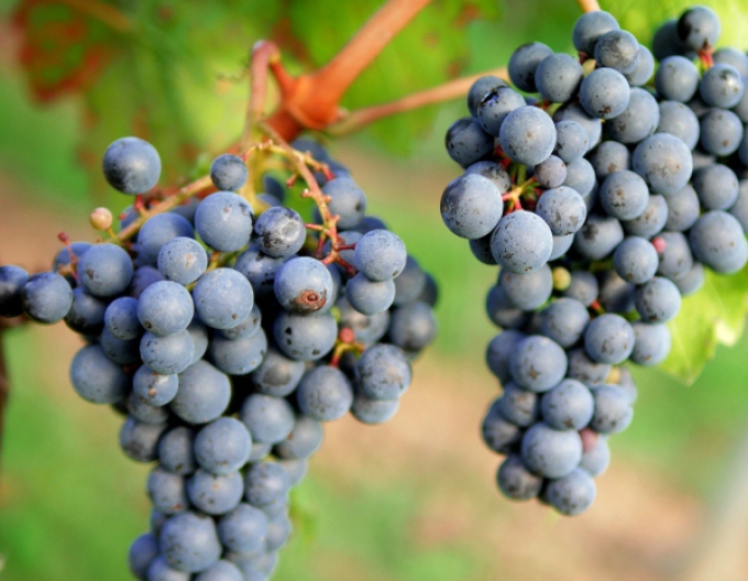 Apfelweinrebe Pinot Noir