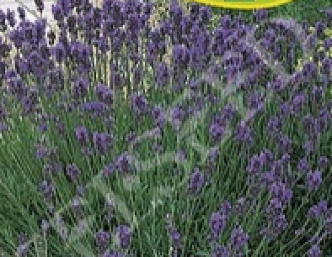Zelseed Lavendel
