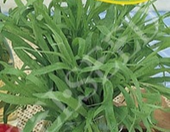 Zelseed Palina Drache - Estragon