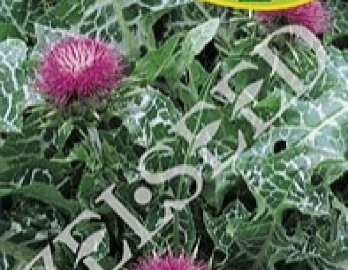 Zelseed Mariendistel