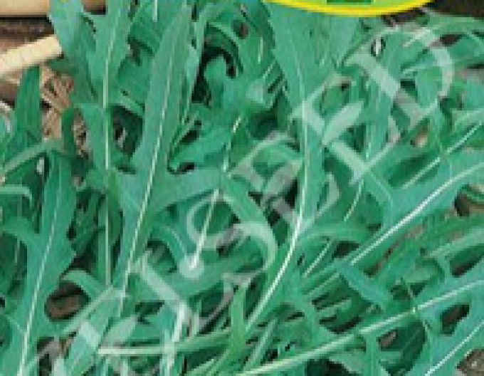 Zelseed Rucola