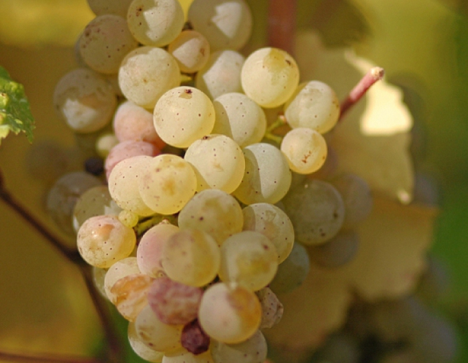 Apfelweinrebe Riesling Walnuss