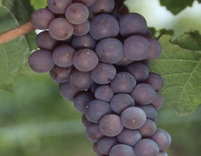 Pinot-Noir-Reben Pinot Gris