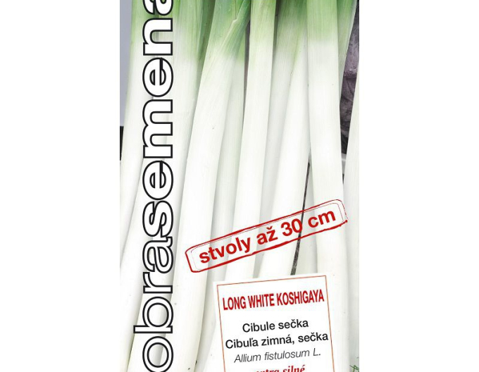 Dobrá semená Zwiebel Long White Koshigaya