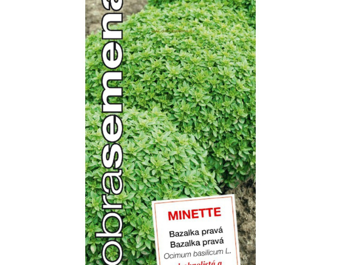 Gut Basilikum Samen Minette
