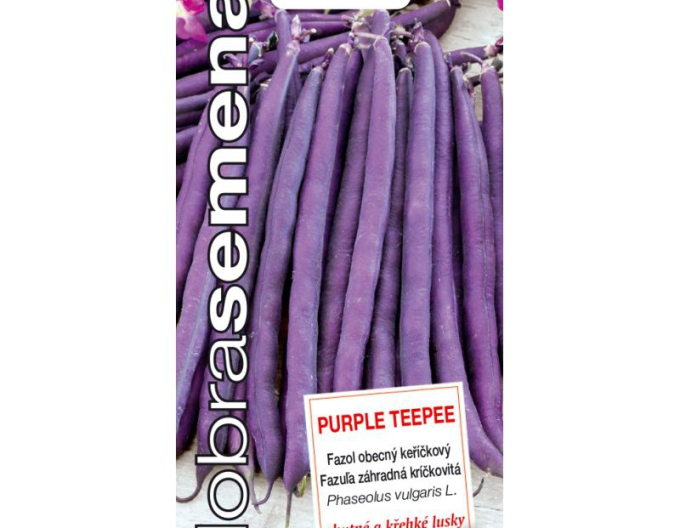 Dobrá semená Buschbohne Purple Teepee