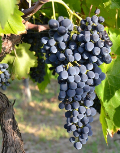 Tafelrebe Nero, Cont. 2l