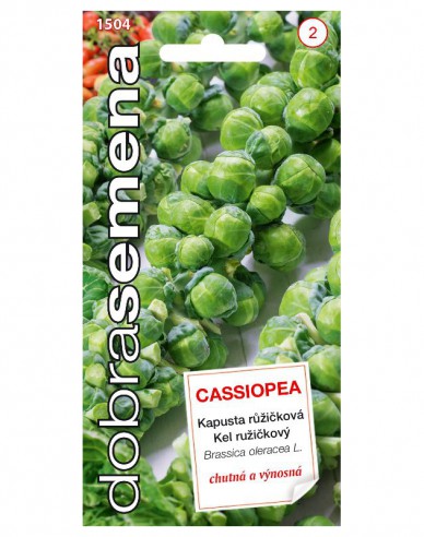 Dobrá semená Wirsing Cassiopea