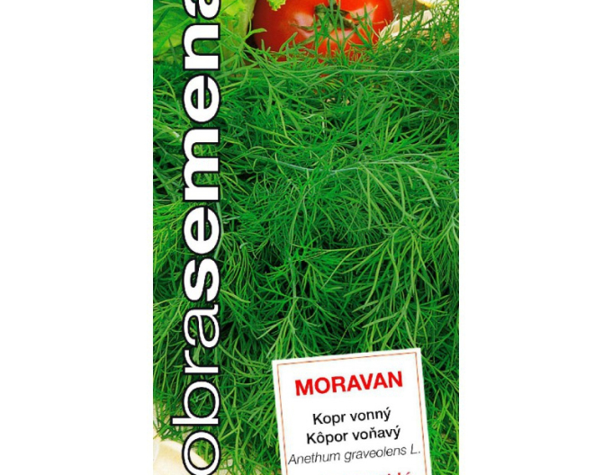 Dobrá semená Dill  Moravan