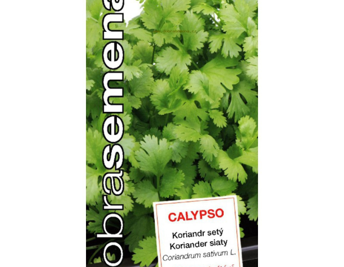 Dobrá semená Koriander Calypso