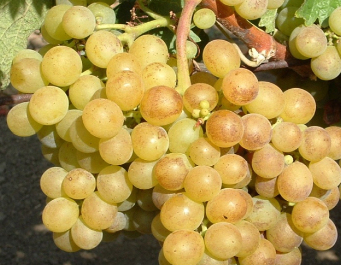 Tafeltraube Aletta, 2L