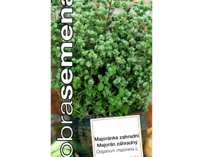 Dobrá semena Majoran