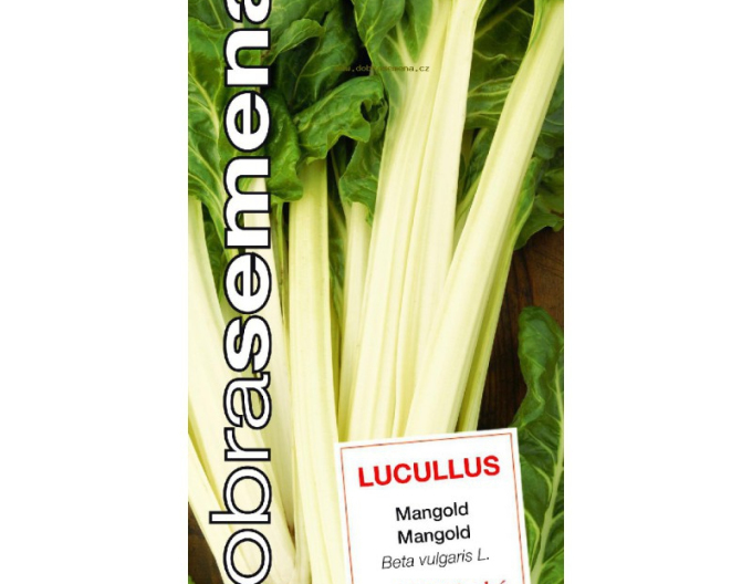 Gutes Saatgut Mangold Lucullus