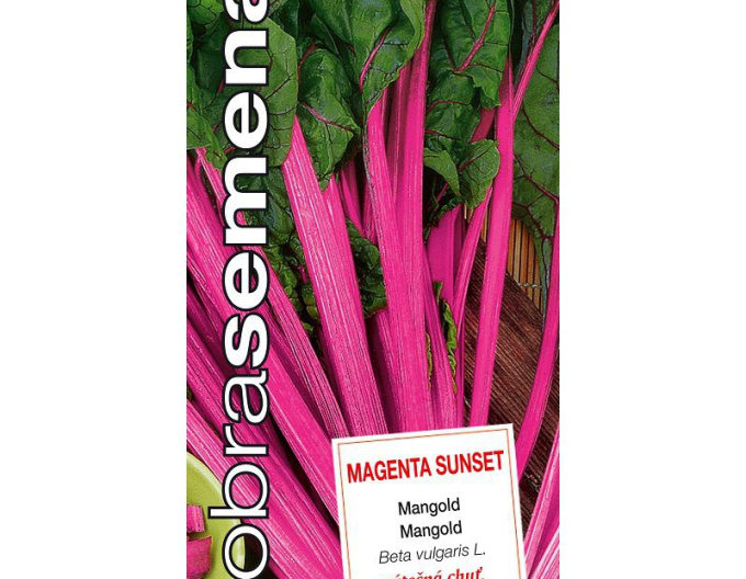 Gute Samen Mangold Magenta Sunset