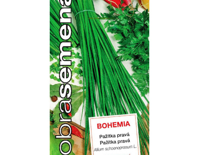 Dobrá semená Schnittlauch Bohemia