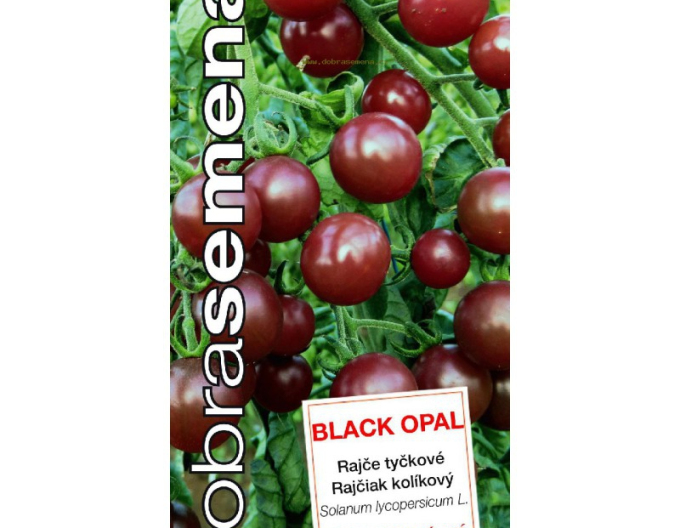 Gutes Saatgut Tomate Black Opal