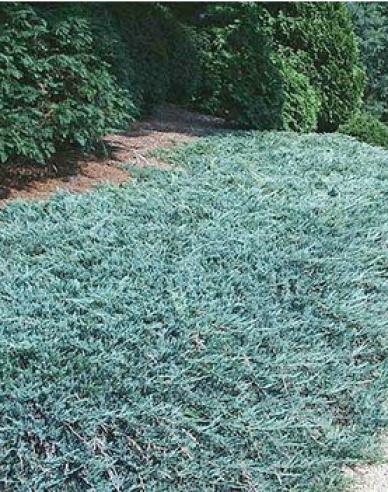 Wacholder Ice Blue