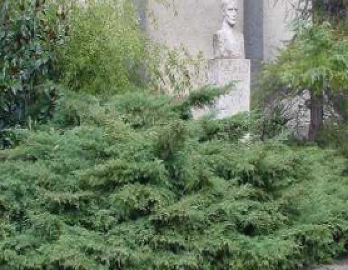 Wacholder "Tripartita"