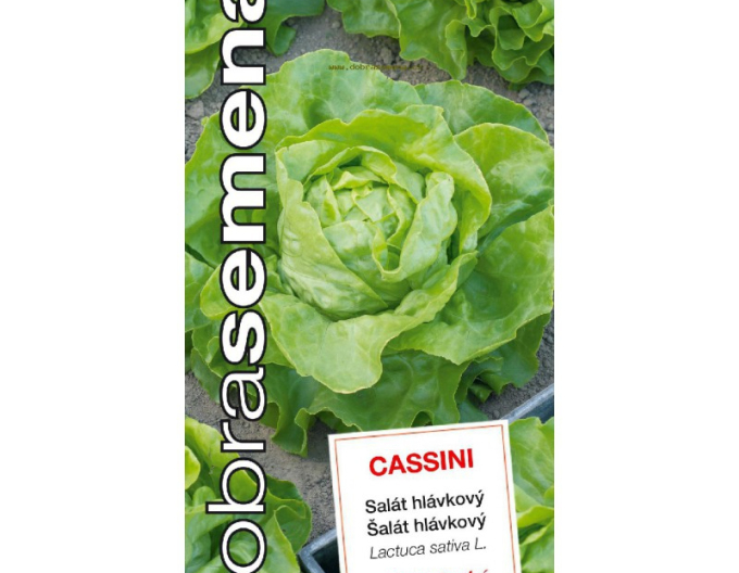 Dobrá semená Kopfsalat Cassini