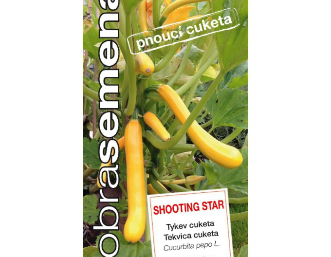 Gute Samen Kürbis Zucchini Shooting Star