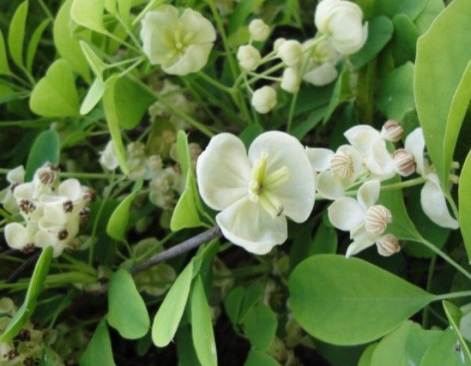 Akebia Alba