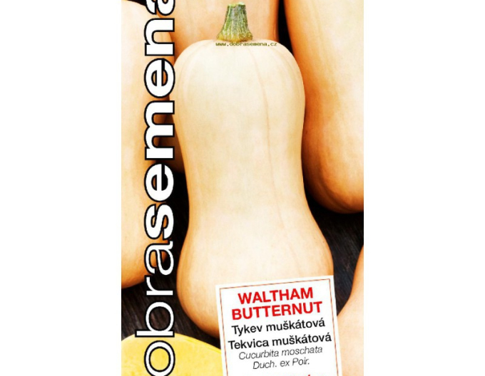 Gute Samen Butternut Waltham-Kürbis