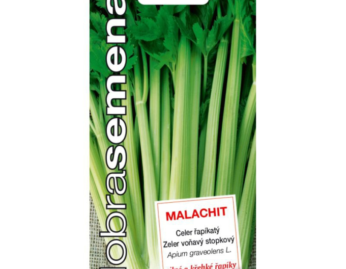 Dobrá semená Stangensellerie Malachit
