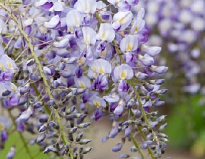 Wisteria blühend Domino