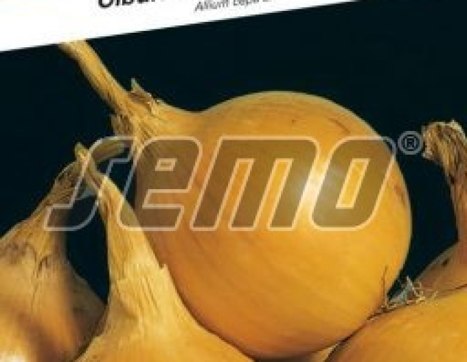 Semo Zwiebel Augusta