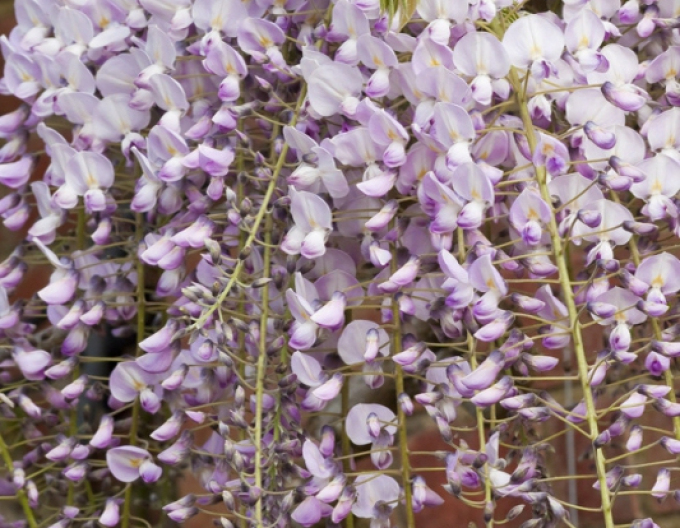 Wisteria blühend Kuchi - Beni