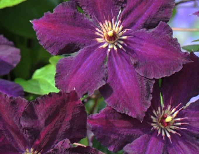 Clematis Grunwald