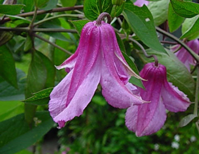 Klematis Alionuschka