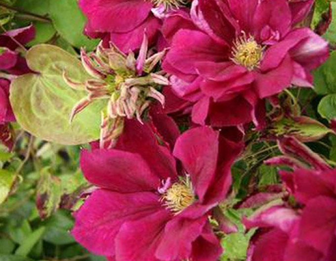 Clematis Roter Stern