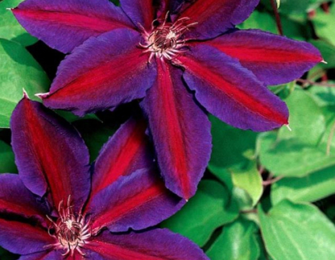 Clematis Wildfire