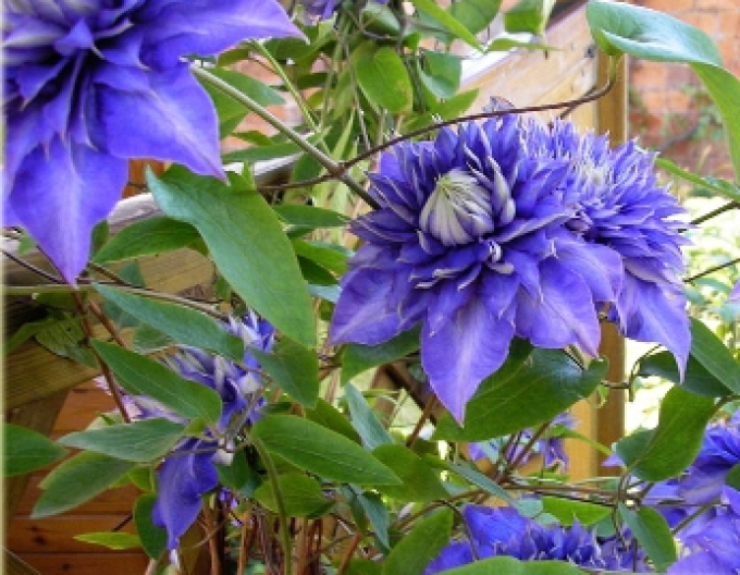 Clematis Blaues Licht